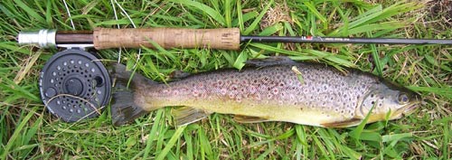 sm-browntrout.jpg