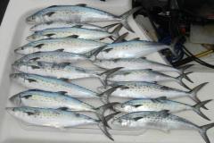 Load of Spanish Mackerel