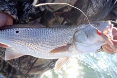 Redfish on GULP